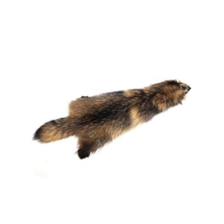 ЕНОТОВИДНАЯ СОБАКА